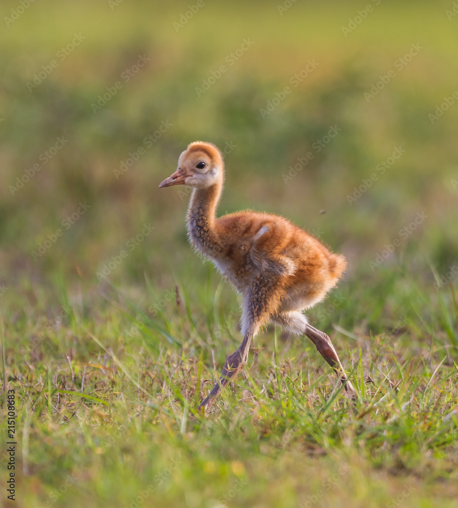 Fototapeta premium Sandhill crane chick walking.CR2