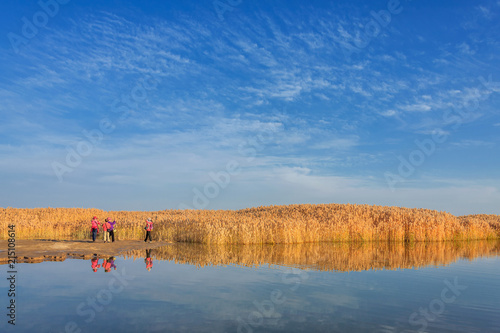 The Reeds
