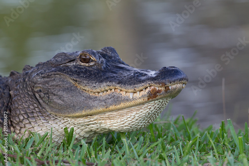 Happy alligator.CR2 © Jo