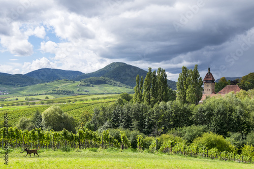 Blick über Weinfelder auf den Pfälzerwald