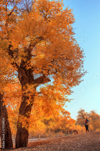 Populus Euphratica Forest
