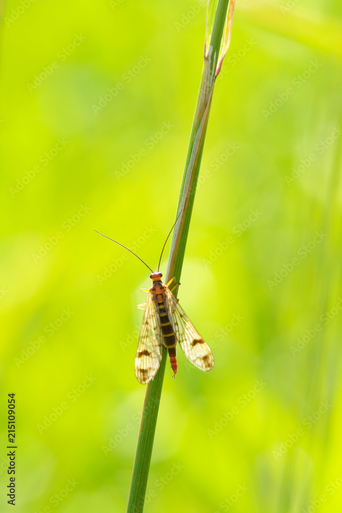 A small butterfly sits on a branch of the plant. A small butterfly sits on a branch of the plant.