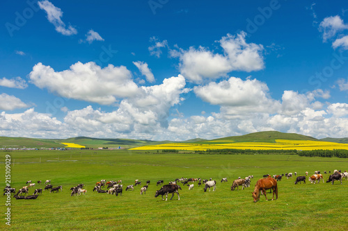 Hulunbuir Grassland