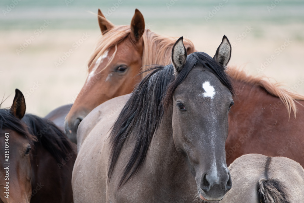 Fototapeta premium Wild Horses