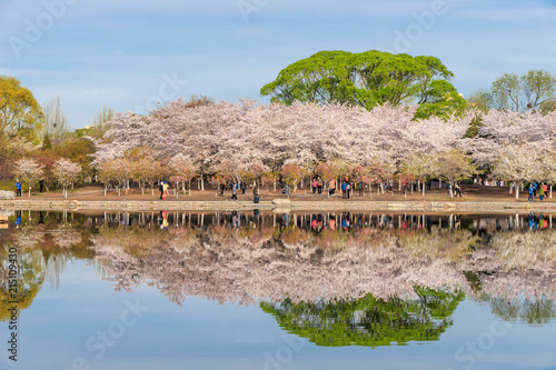 The Reflections of Cherry Trees