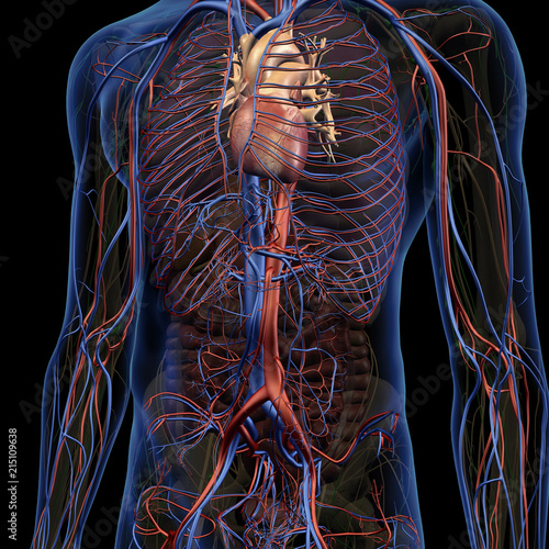 Male Internal Anatomy of Heart and Circulatory System