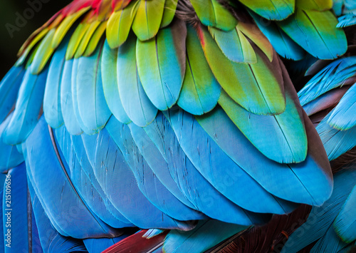 Close up of parrot feathers for background.