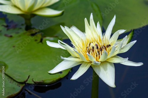 close up Yellow water lily with many bees looking for nectar.