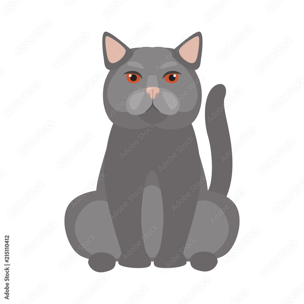 British breed cat color icon. Flat design