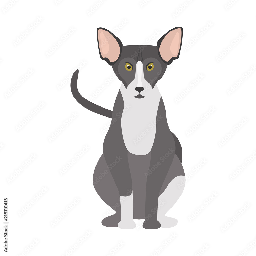 Sphinx breed cat color icon. Flat design