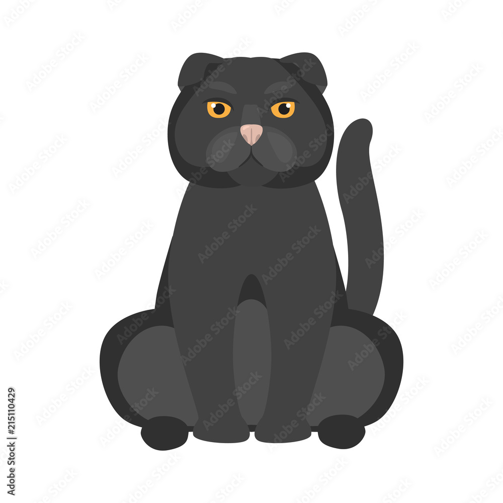 British breed cat color icon. Flat design British breed cat color icon. Flat design