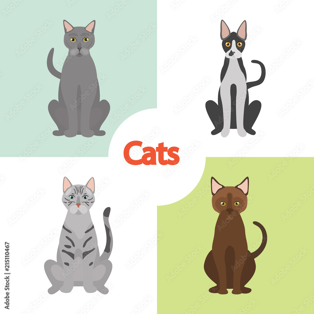 Different cats breeds color vector icons set. Flat design