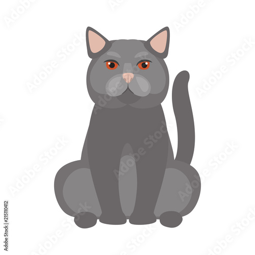 Fototapeta Naklejka Na Ścianę i Meble -  British breed cat color icon. Flat design