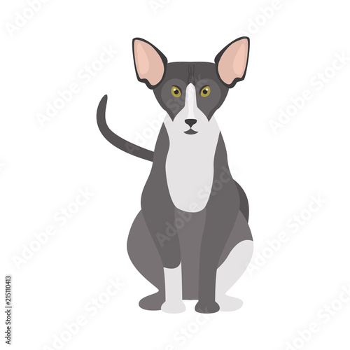Sphinx breed cat color icon. Flat design