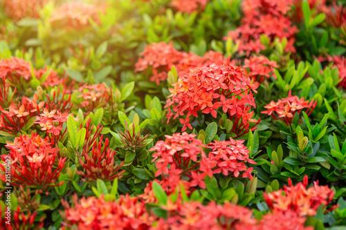 Beautiful Red spike flower,King Ixora blooming (Ixora chinensis) and green leaves. spike flower in the garden with natural background. © Thinapob