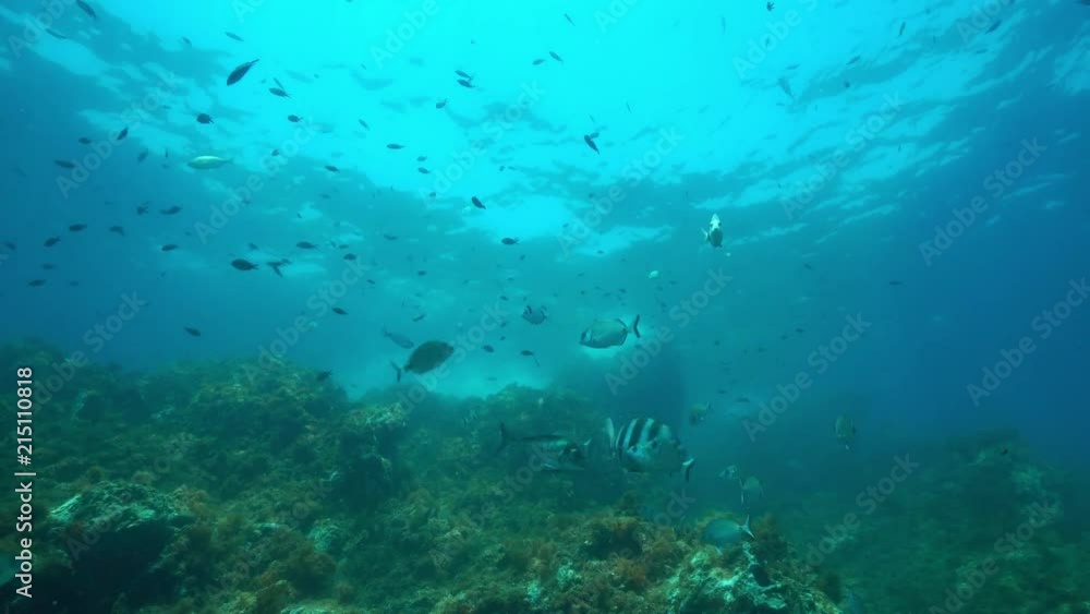 Mediterranean fishes underwater with sea breams and damselfish over a rocky bottom, marine reserve of Cerbere Banyuls, Pyrenees-Orientales, Roussillon, France
Mediterranean fishes underwater with sea breams and damselfish over a rocky bottom, marine reserve of Cerbere Banyuls, Pyrenees-Orientales, Roussillon, France