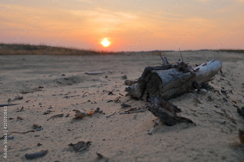Zachód słońca nad Pustynią Błędowską, Polska, suchy konar dzrewa lezy na piasku, na horyzoncie tarcza słoneczna, niebo w gorących kolorach