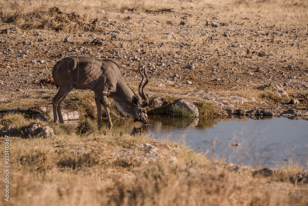 Fototapeta premium trinkendes Kudu