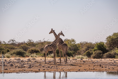 Giraffenpaar im Etosha NP