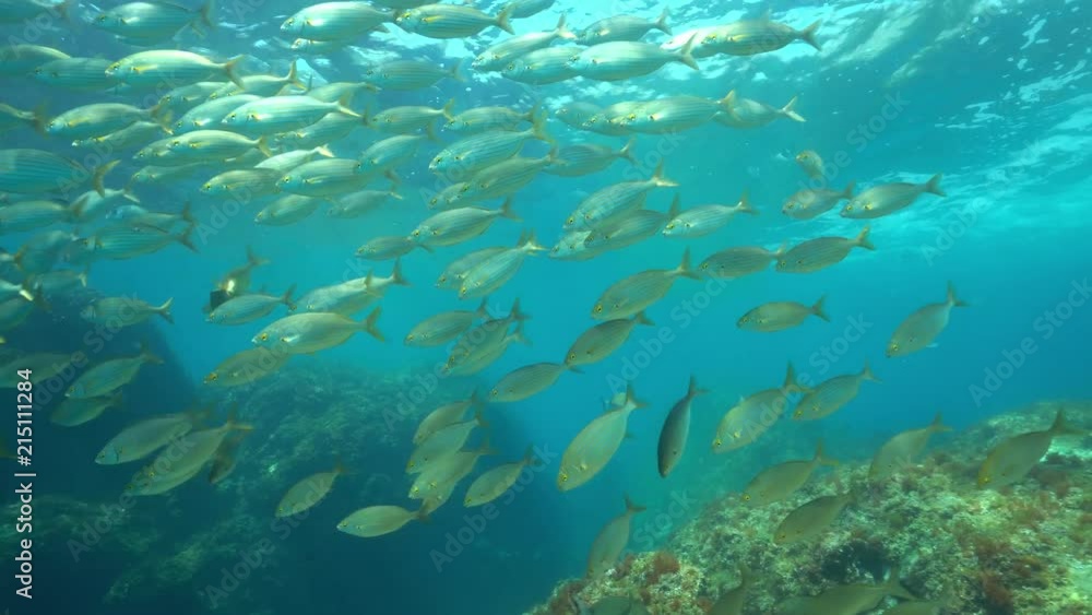 A school of fish sea bream dreamfish, Sarpa salpa, underwater in the Mediterranean sea, marine reserve of Cerbere Banyuls, Pyrenees-Orientales, Roussillon, France
A school of fish sea bream dreamfish, Sarpa salpa, underwater in the Mediterranean sea, marine reserve of Cerbere Banyuls, Pyrenees-Orientales, Roussillon, France