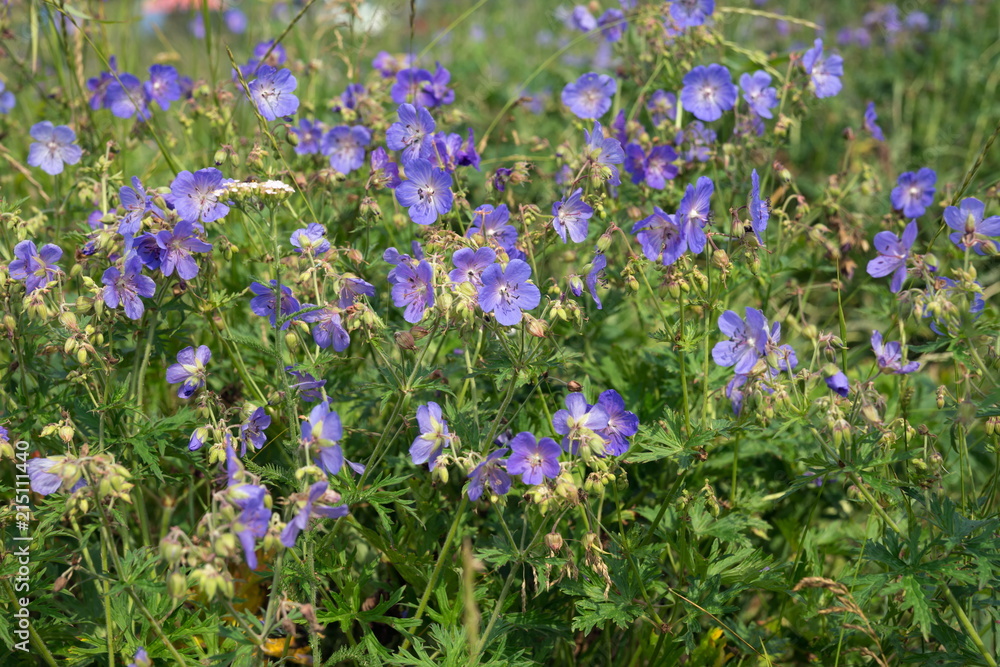 Many flowers of meadow cranesbill {Geranium pratense} bloom on a green meadow. Many flowers of meadow cranesbill {Geranium pratense} bloom on a green meadow.