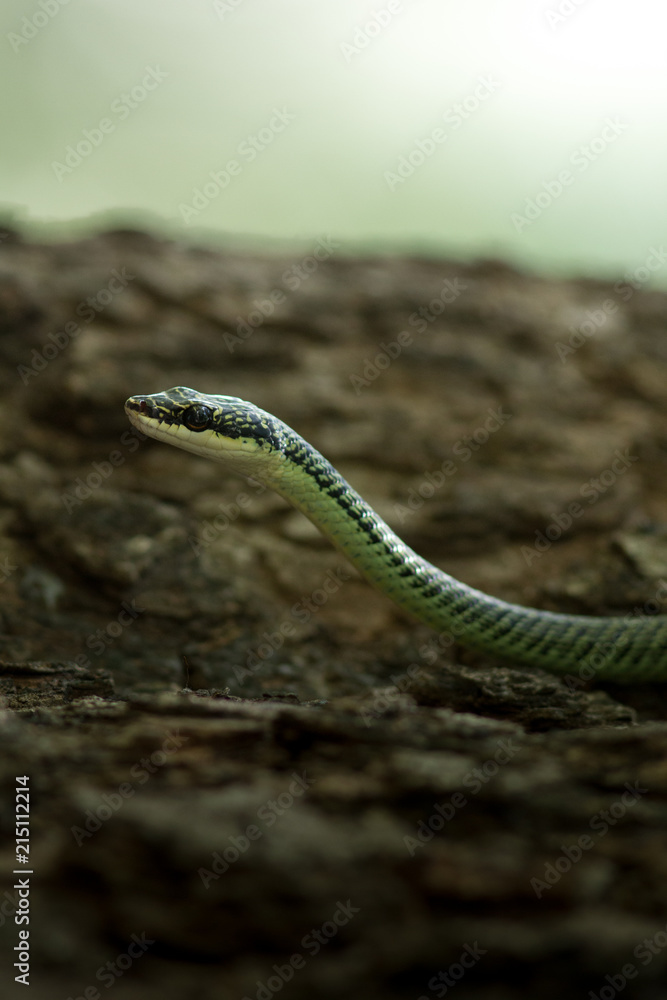 Obraz premium Golden Tree Snake.