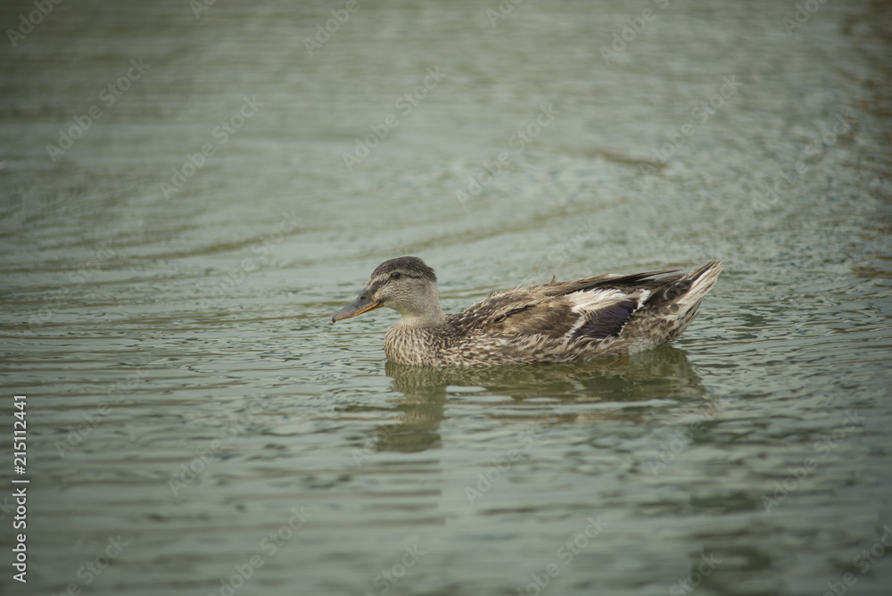 Ducks in a pond Ducks in a pond