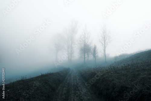 Amazing scene on autumn mountains. Rural road and naked trees in fantastic morning mist. Carpathians, Europe. Landscape photography