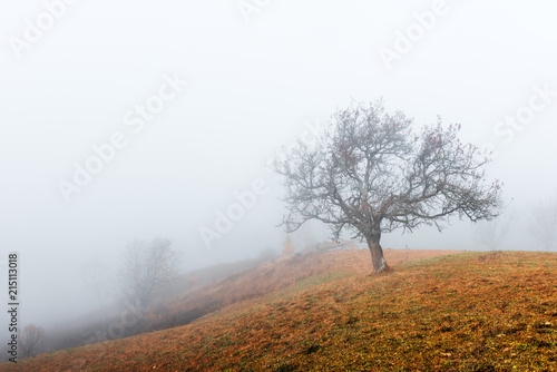 Amazing scene on autumn mountains. Alone naked tree in fantastic morning mist. Carpathians, Europe. Landscape photography