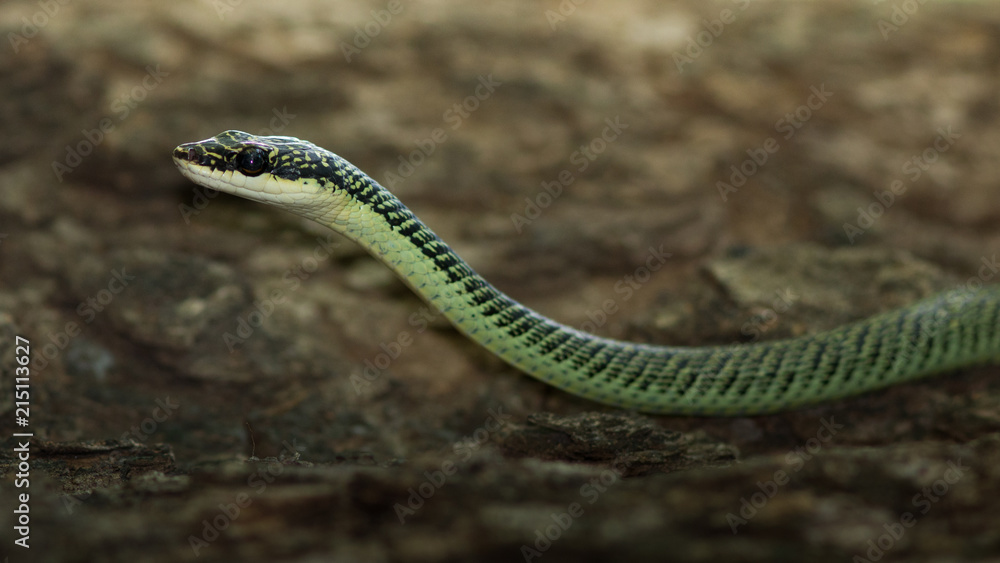 Obraz premium Golden Tree Snake.