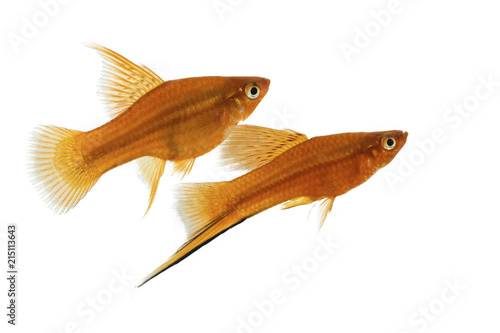 Aquarium fish isolated white backgrund photo