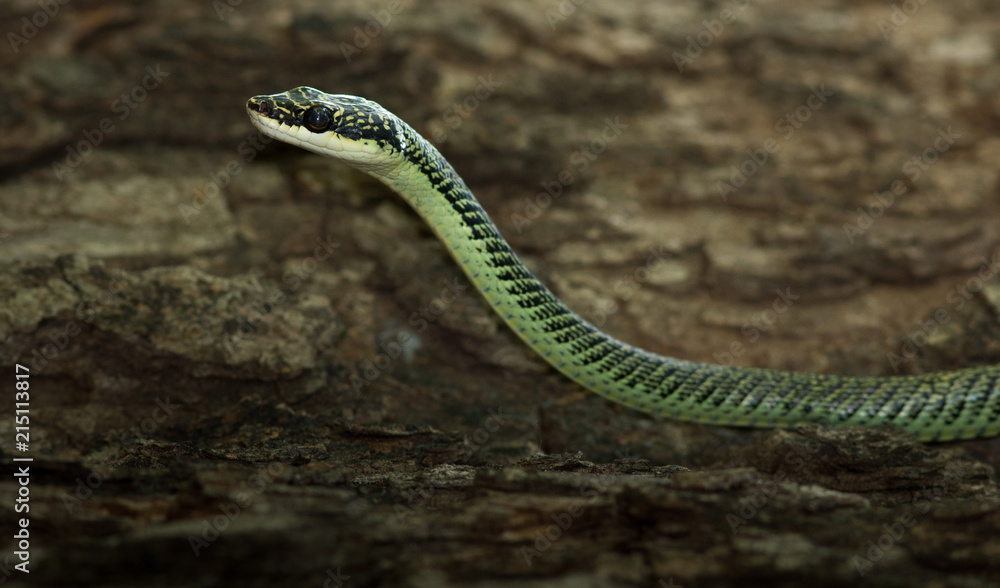 Obraz premium Golden Tree Snake.