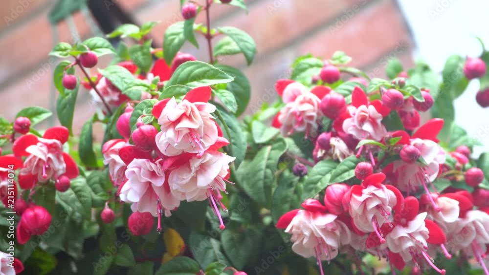 Fuchsia. A popular garden plant that flowers in spring and lasts until October in the UK climate. Fuchsia. A popular garden plant that flowers in spring and lasts until October in the UK climate.