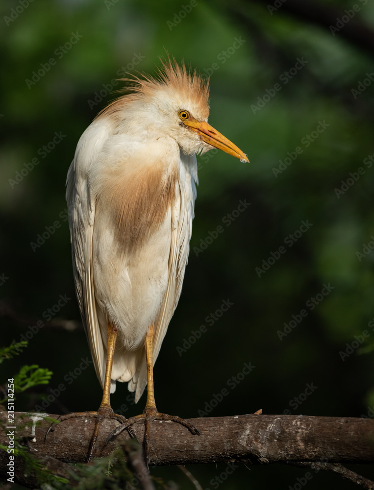 Obraz premium Cattle Egret