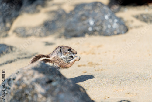 Barbary Ground Squirrel Atlantoxerus getulus on  Fuerteventura, Canary Islands  Spain photo