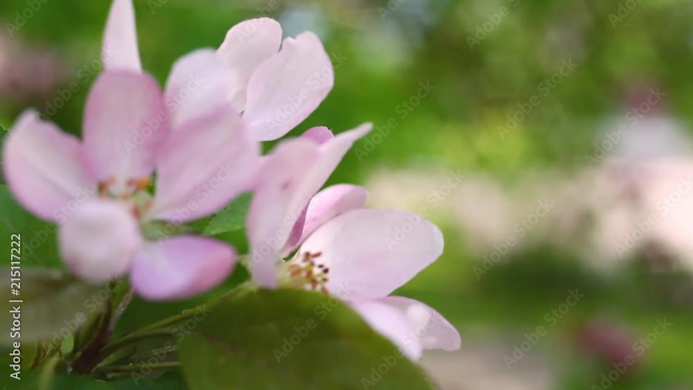 Macro video filming motion blossoming apple blossoms close-up from wind on the street Macro video filming motion blossoming apple blossoms close-up from wind on the street