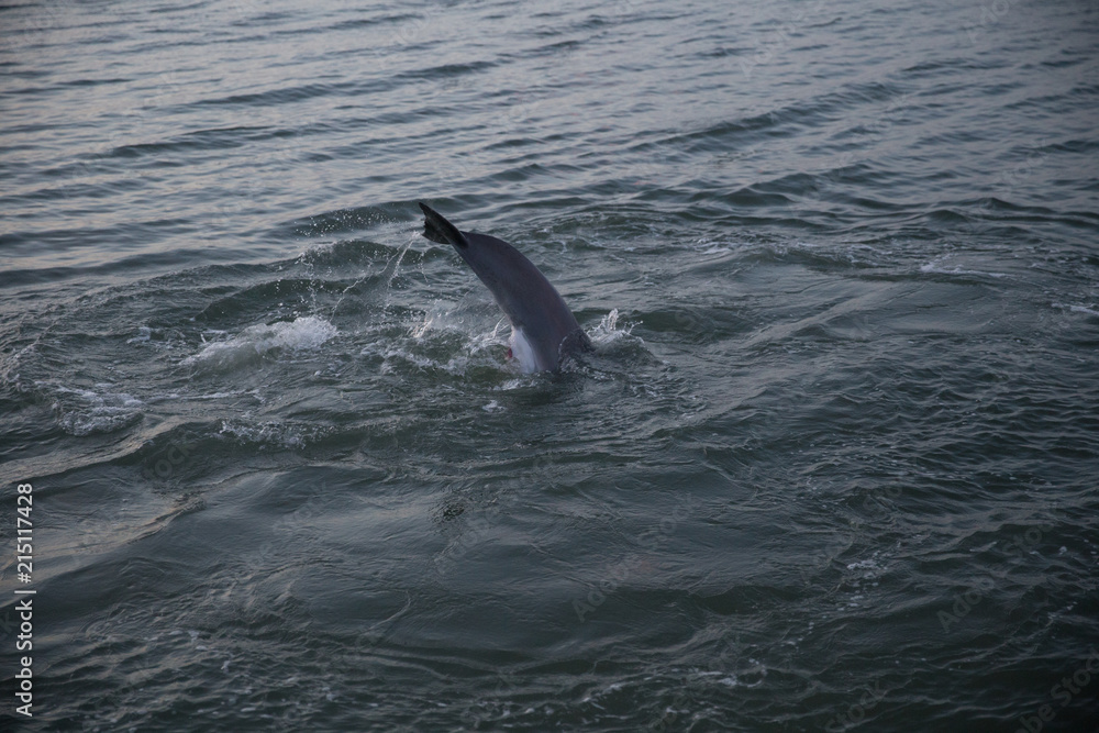 Naklejka premium Dolphin