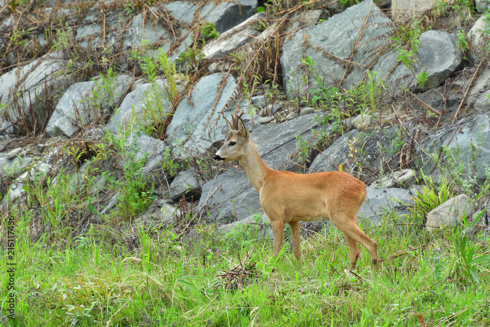 Obraz premium Roe deer walking on the rock hill 