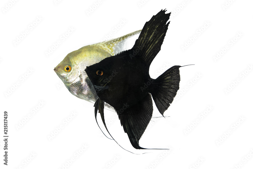 Angelfish Aquarium fish isolated white backgrund Stock Photo | Adobe Stock