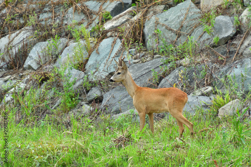 Fototapeta Naklejka Na Ścianę i Meble -  Roe deer walking on the rock hill   