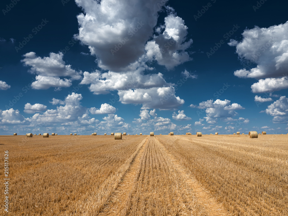 Bales of Hay in  Field of wheat under Blue Sky with Clouds