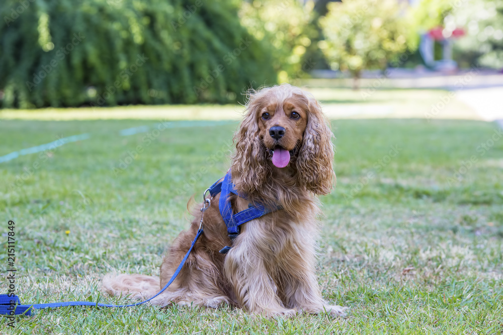 Fototapeta premium Cute dog