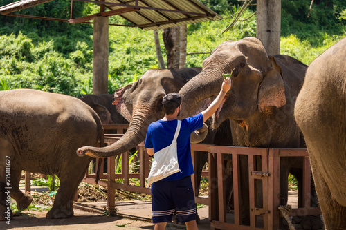 Photography Young man feeds elephants with bananas in a sanctuary in the jungle of Chiang Ma