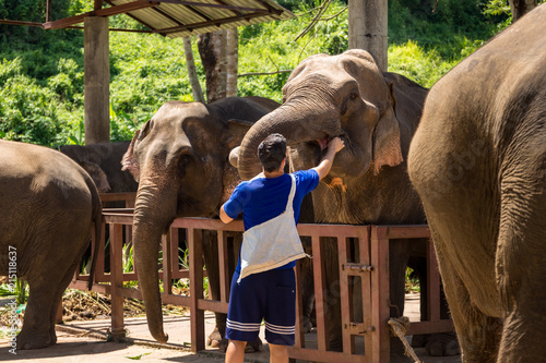 Photography Young man feeds elephants with bananas in a sanctuary in the jungle of Chiang Ma