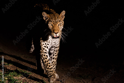 Leopard female in the night in Sabi Sands game reserve, part of the Greater Kruger Region in South Africa