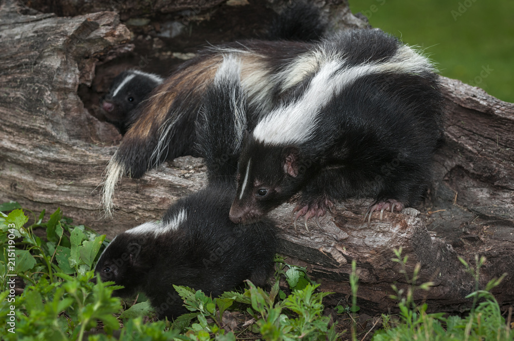 Mother Striped Skunk (Mephitis mephitis) Sniffs at Kit Mother Striped Skunk (Mephitis mephitis) Sniffs at Kit