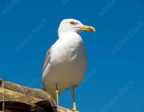 White bird seagull