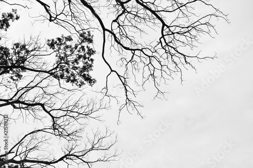 silhouette tree branches and leaves in nature - monochrome