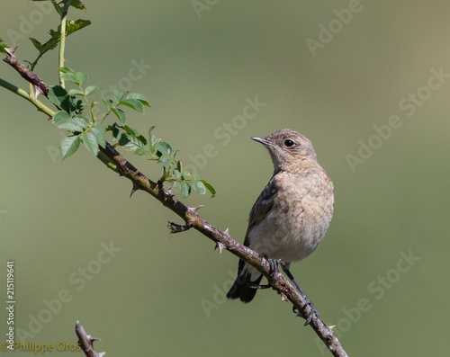 Bild auf Leinwand Northern Wheatear