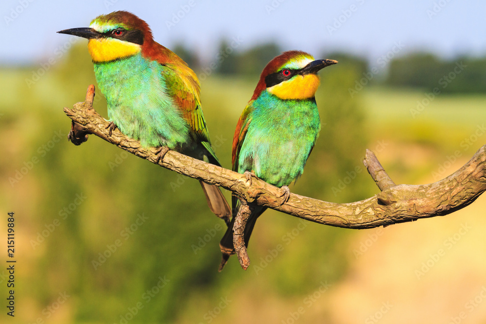 Fototapeta premium pair of exotic birds resting on a branch